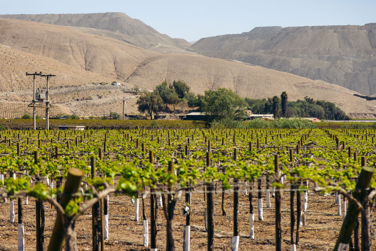 Nodo Desierto Vivo: Ciencia, Saberes y Territorios por un norte de Chile sustentable